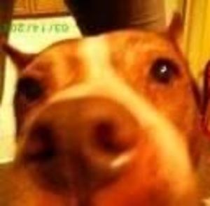 Meet your Posher, Eicker